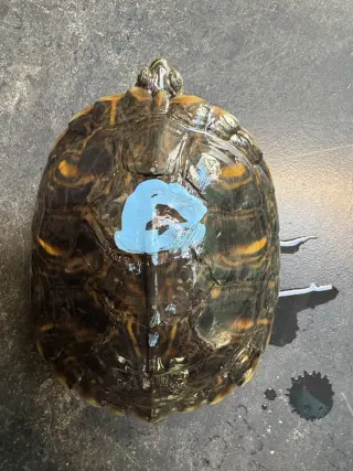 Pepperoni
