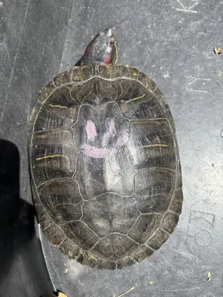 Mortadella