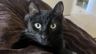 Fantine (Courtesy Post)