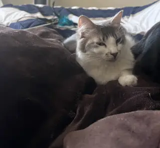 Pearl (Courtesy Post)