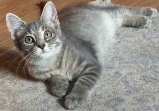 Bella