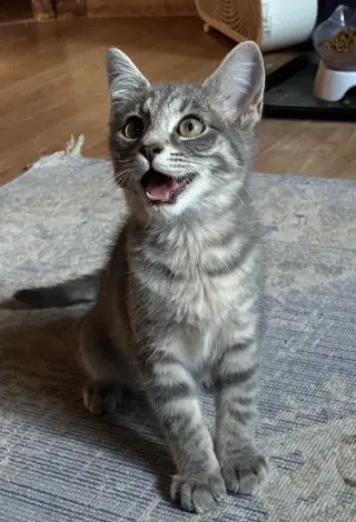 Bella