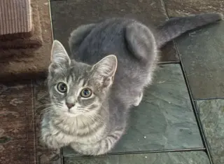 Bella