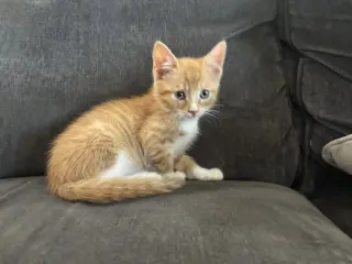 Kevin