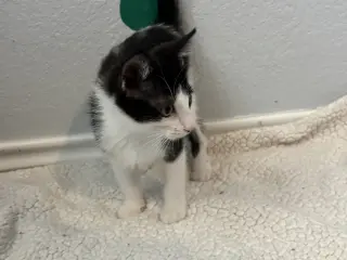 Pedro Pascal Jr