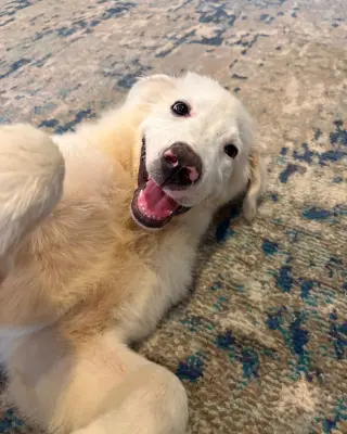 Josie