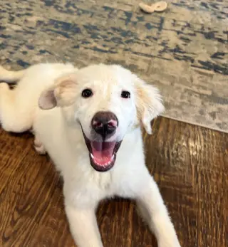 Josie