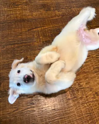 Josie