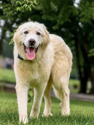 Hugo