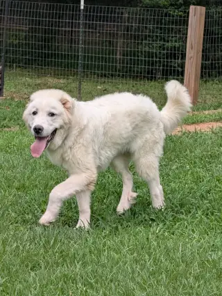 Hugo