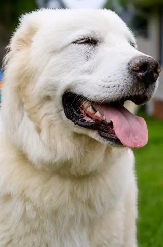 Hugo