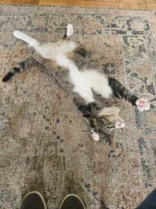 Gino