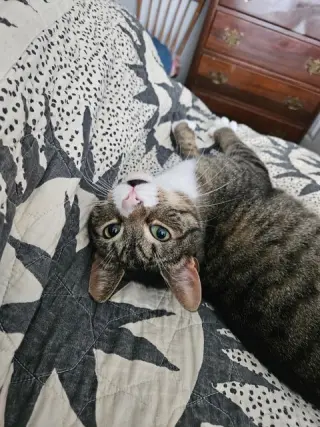 Gino