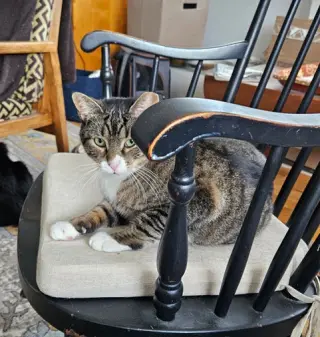 Gino