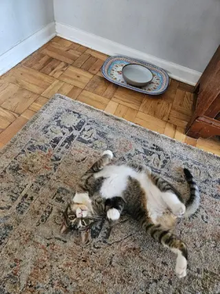 Gino