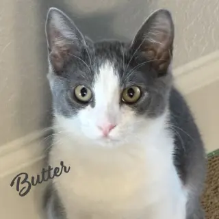 Butter #demure-beauty