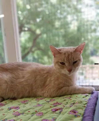 Blondie * IN FOSTER *