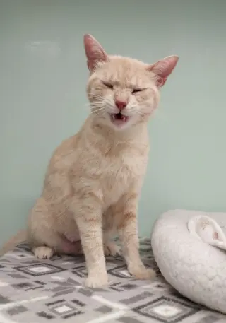 Blondie * IN FOSTER *