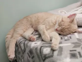 Blondie * IN FOSTER *