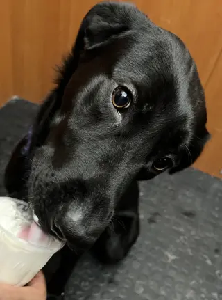 Banko