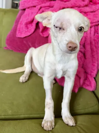 Puppy
