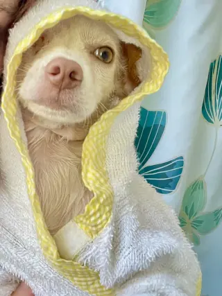 Puppy