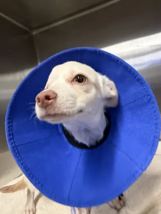Puppy
