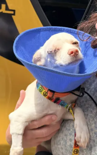 Puppy