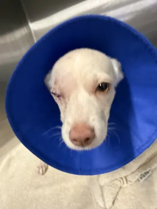 Puppy