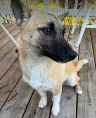 Lil Pete