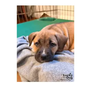 Petunia