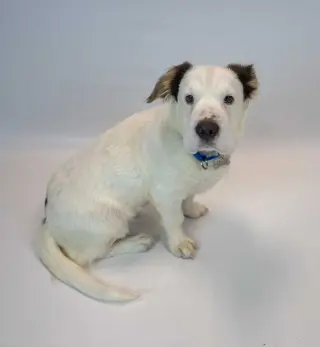 Falkor