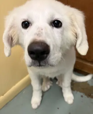 Fiona puppy/adoption pending
