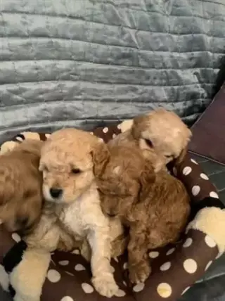 Caniche taza de té de alta cal
