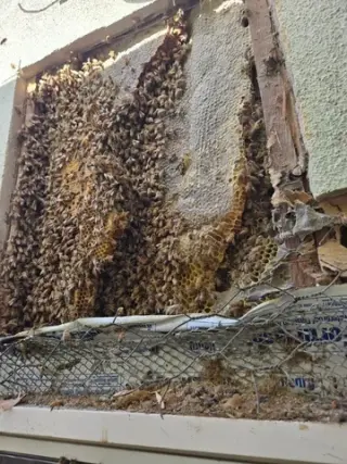 ¡RESCATE Y REMOCIÓN DE ABEJAS!