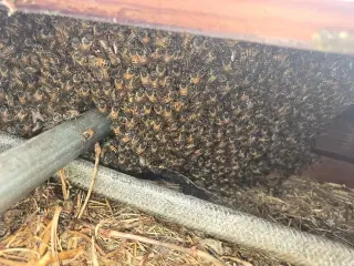 ¡RESCATE Y REMOCIÓN DE ABEJAS!
