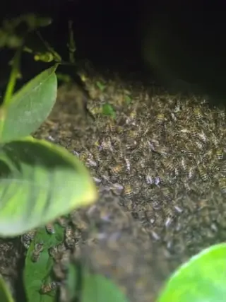¡RESCATE Y REMOCIÓN DE ABEJAS!
