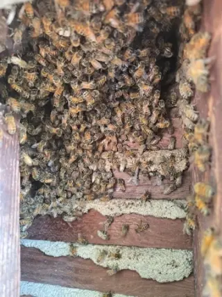 ¡RESCATE Y REMOCIÓN DE ABEJAS!