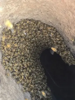¡RESCATE Y REMOCIÓN DE ABEJAS!