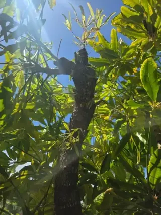 ¡RESCATE Y REMOCIÓN DE ABEJAS!