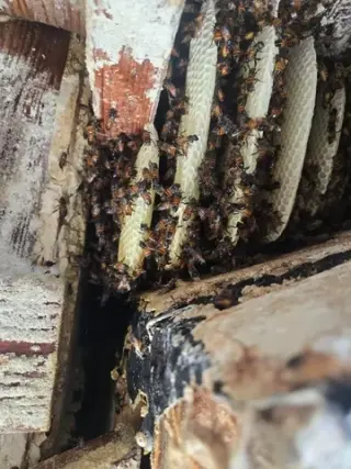 ¡RESCATE Y REMOCIÓN DE ABEJAS!