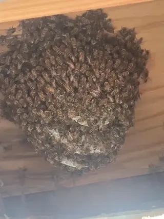 ¡RESCATE Y REMOCIÓN DE ABEJAS!