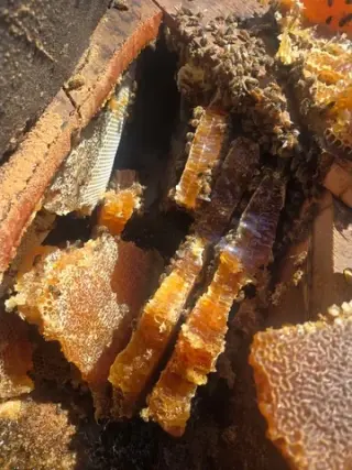 ¡RESCATE Y REMOCIÓN DE ABEJAS!