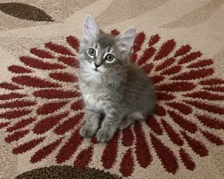 Artie