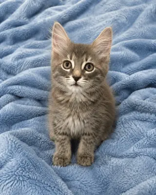 Artie