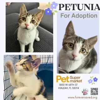 Petunia