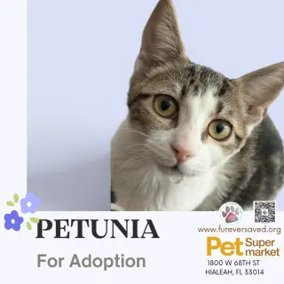 Petunia