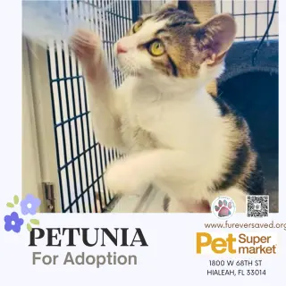 Petunia