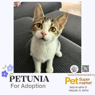 Petunia