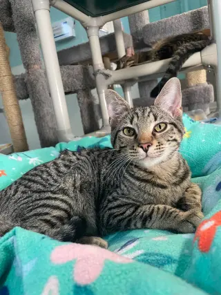 Otis